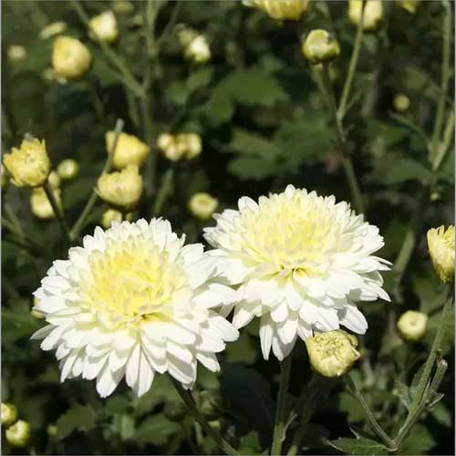 White & Yellow Chrysanthemum Flower seeds for Planting - Sun Loving, Heirloom & GMO Free Seeds for Home Garden