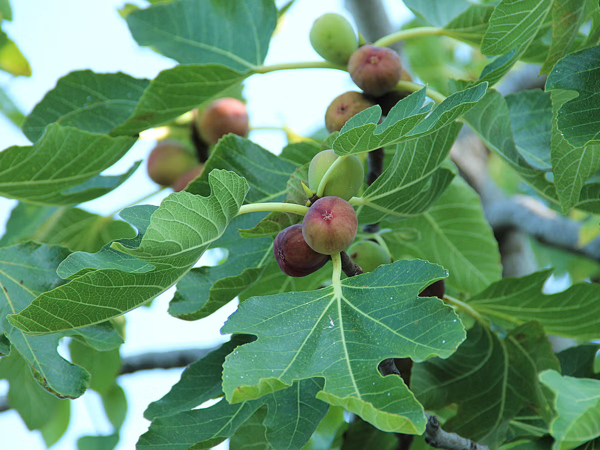 Fig Planting Seeds Collection Grow Fresh Figs in Your Garden