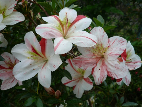Mixed Satsuki Mischfarben Flower seeds for Planting - Colorful Display, Heirloom & GMO Free Seeds for Home Garden