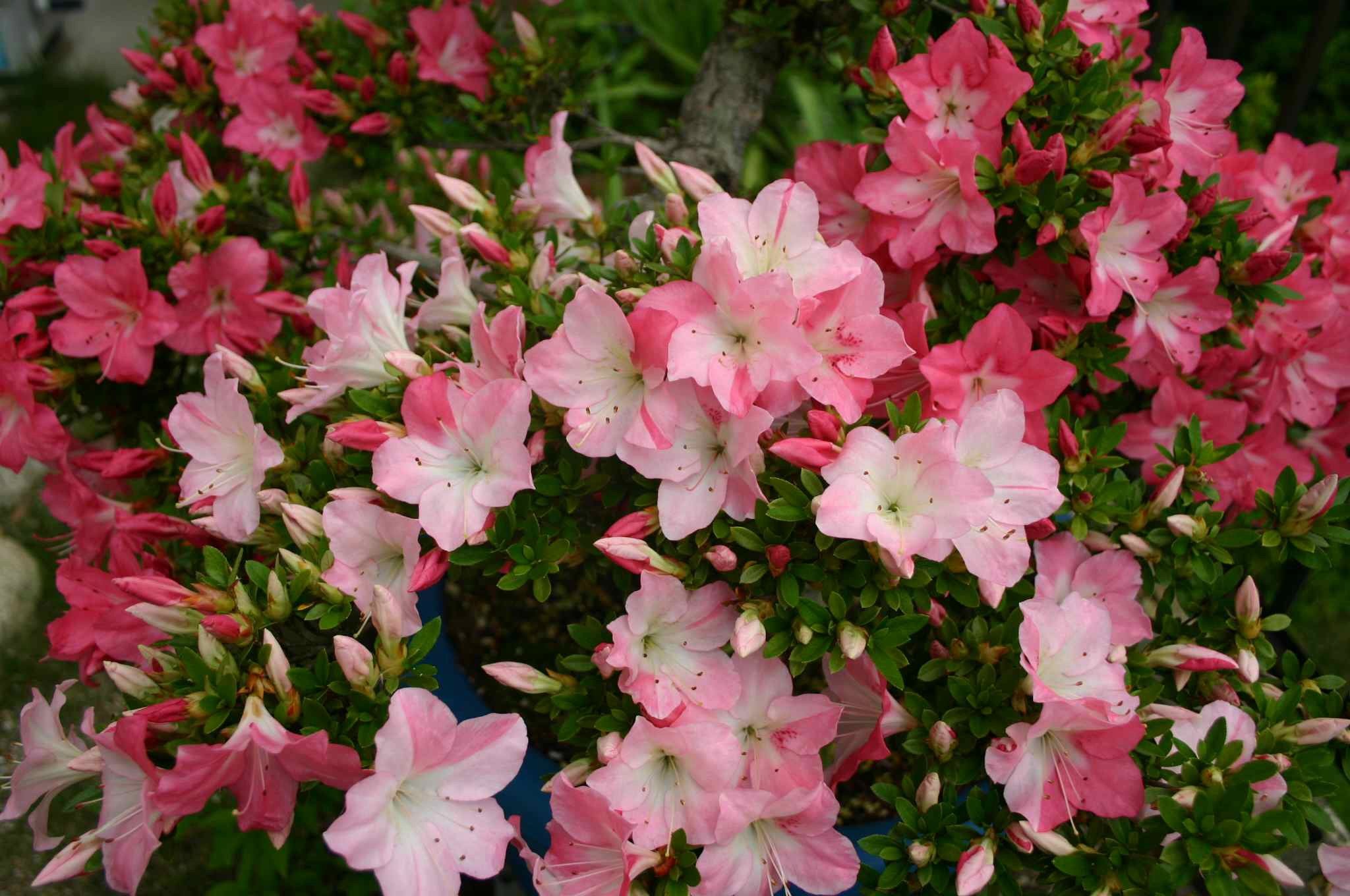 Mixed Satsuki Mischfarben Flower seeds blooming in flower beds, containers, borders, and pollinator-friendly gardens