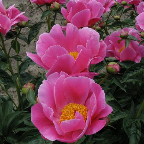 Pink Paeonia Tenuifolia Flower seeds for Planting - Perfect for Borders, Heirloom & GMO Free Seeds for Home Garden