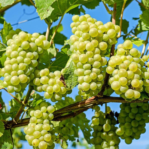 Vitis Labrusca Niagara Grape Seeds