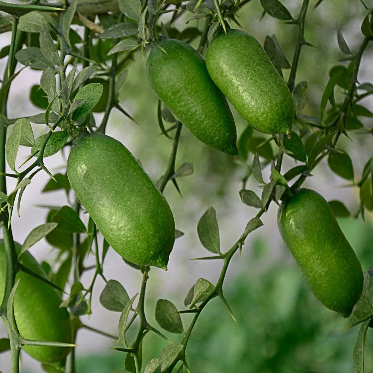 Finger Lime Seeds for Planting Grow Your Own Unique Fruit!