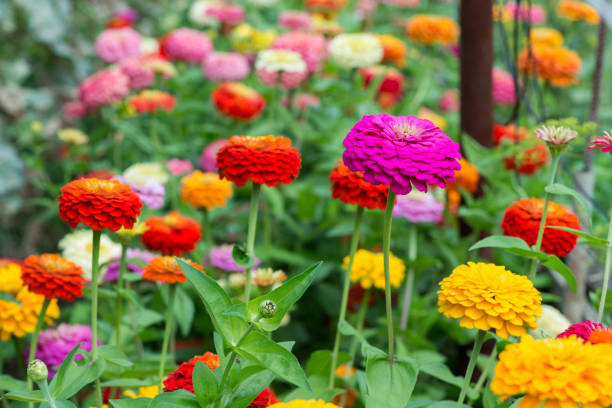 Zinnia Colorato Giallo Seeds for Bright Yellow Zinnia Blooms