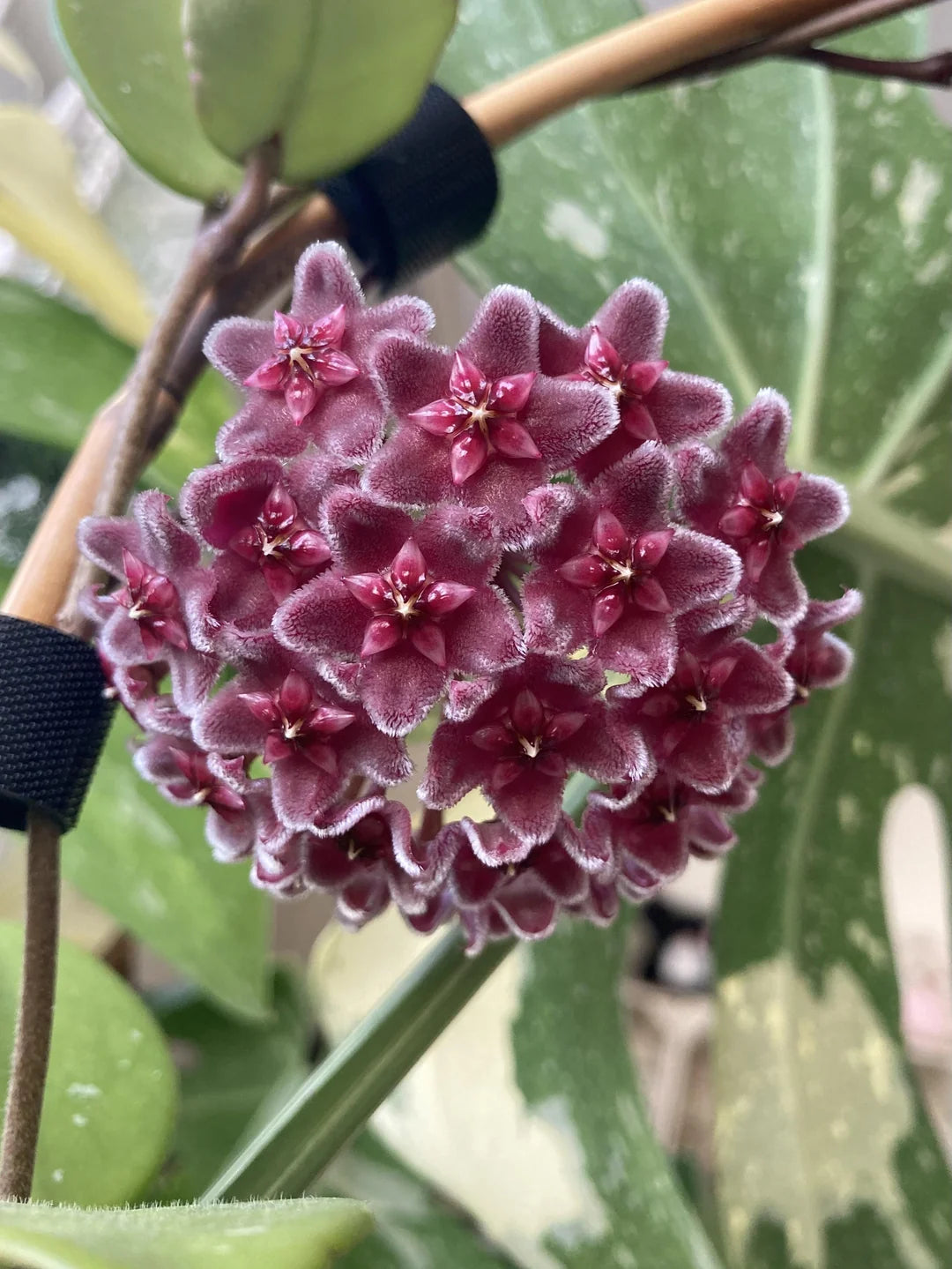 Dark Maroon Hoya Carnosa Flower Seeds for Planting Colorful Display Heirloom & GMO Free Seeds for Home Garden
Sale