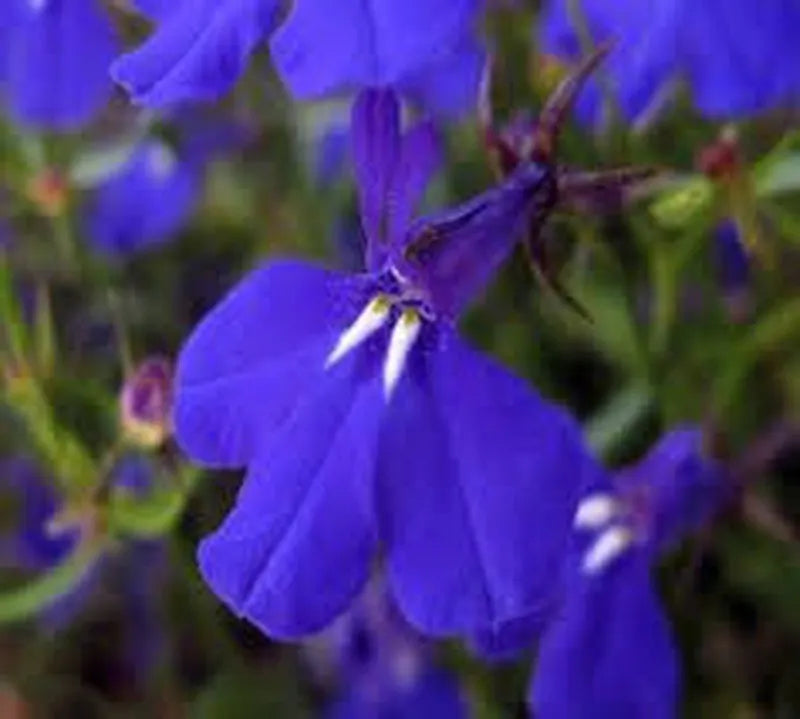 Erinus Flower seeds for Planting - Wildflower Mix, Heirloom & GMO Free Seeds for Home Garden