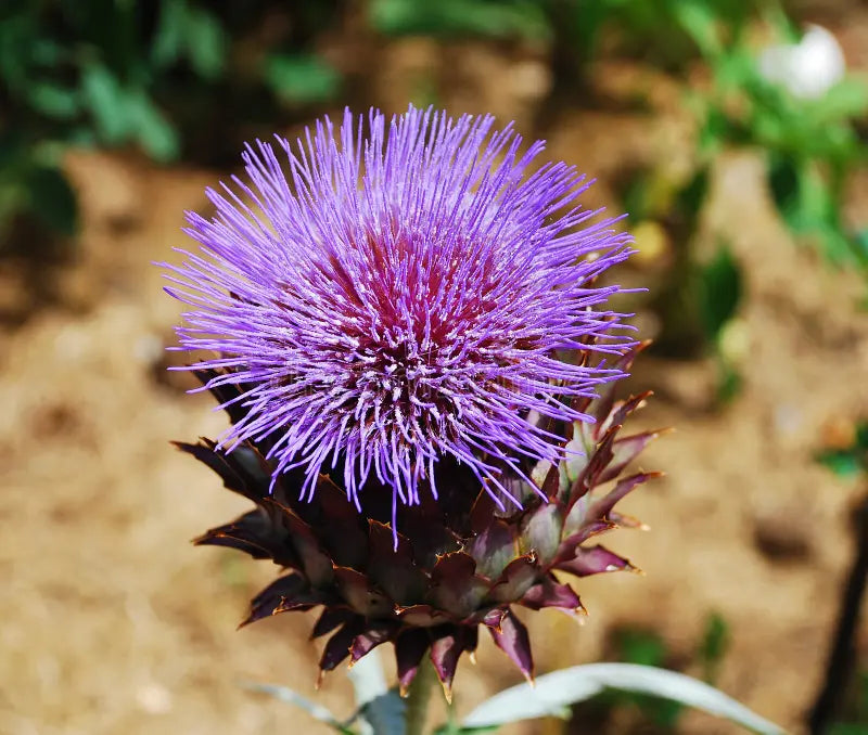 Heirloom Cardo Gigante Flower seeds blooming in flower beds, containers, borders, and pollinator-friendly gardens