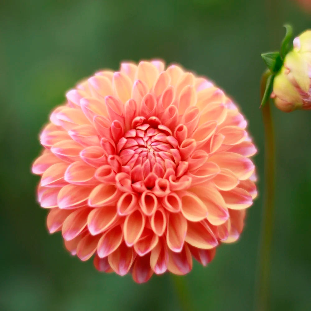 Butterscotch Dahlia Flower seeds for Planting - Sun Loving, Heirloom & GMO Free Seeds for Home Garden