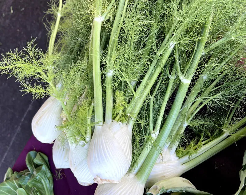 White Florence Fennel Vegetable Seeds for Planting