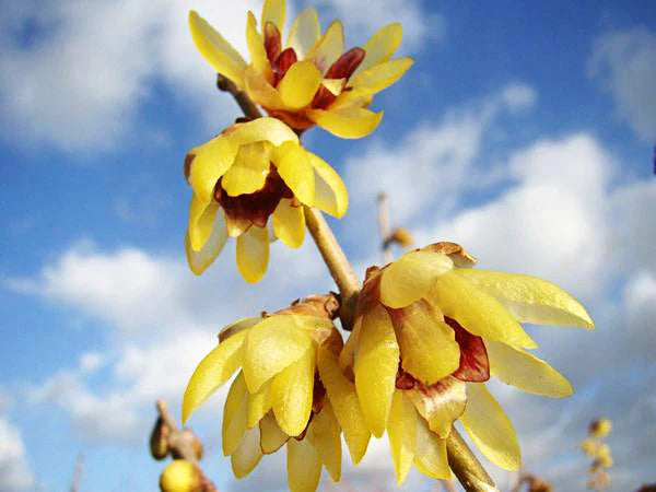 Yellow Chimonanthus Flower seeds for Planting - Perfect for Borders, Heirloom & GMO Free Seeds for Home Garden