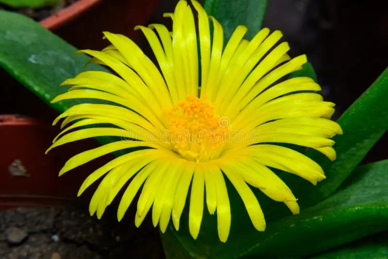 Light Yellow Succulent Flower Seeds for Planting Perfect for Borders Heirloom & GMO Free Seeds for Home Garden Sale