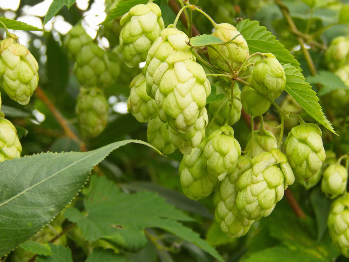 Pale Green Humulus Lupulus Seeds for Planting – Heirloom NonGMO Organic Garden Seeds – Hardy Variety High Germination
Sale for planting in home garden