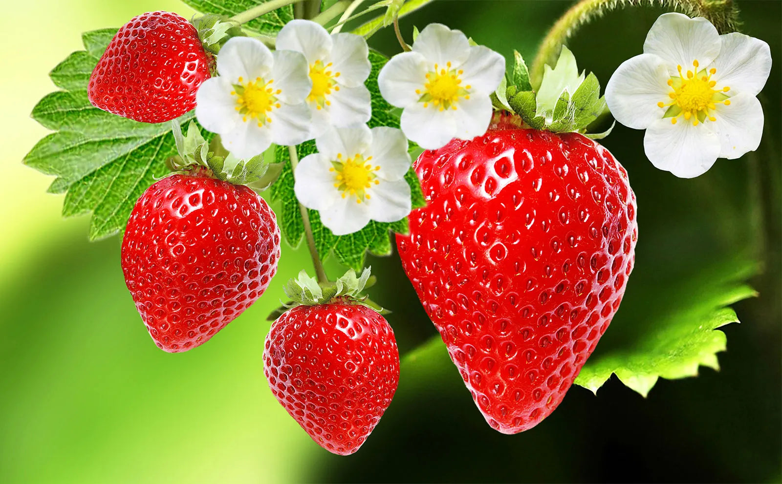 Strawberry Fruit Seeds for Planting Seed for Lush, Sweet Harvests Ideal for Gardeners Seeking
