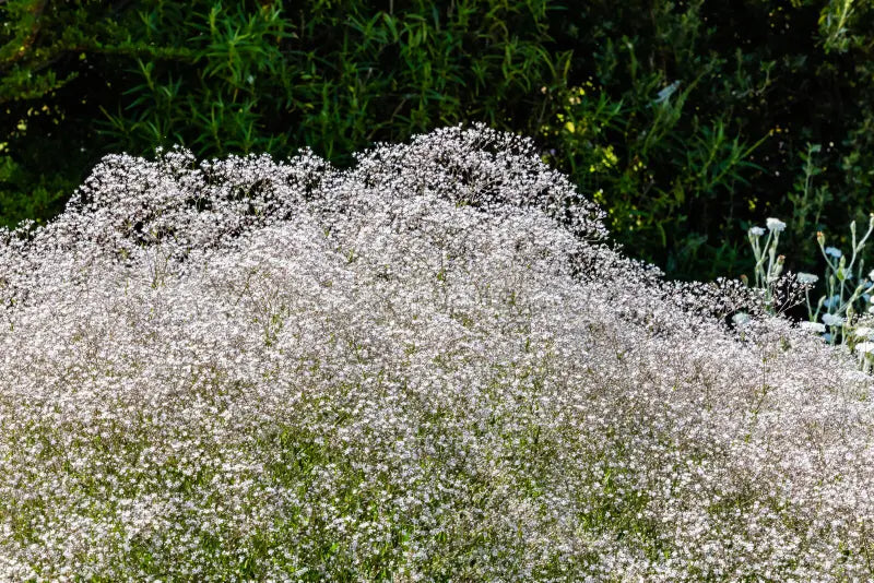 White Gypsophila Snowflake Flower seeds for Planting - Cut Flower Favorite, Heirloom & GMO Free Seeds for Home Garden