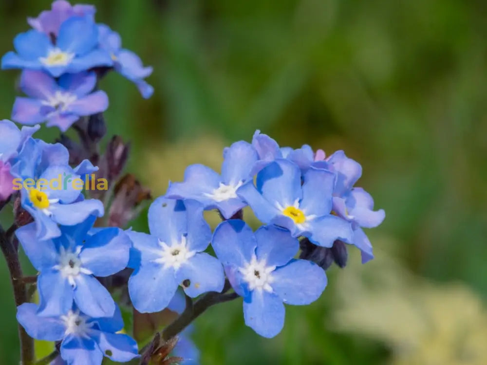 Forget Me Not Flower Planting Seeds - Create Beautiful Gardens With Charming Blooms