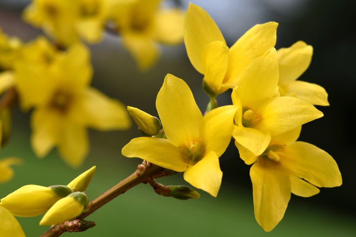 Forsythia Flower seeds for Planting - Wildflower Mix, Heirloom & GMO Free Seeds for Home Garden