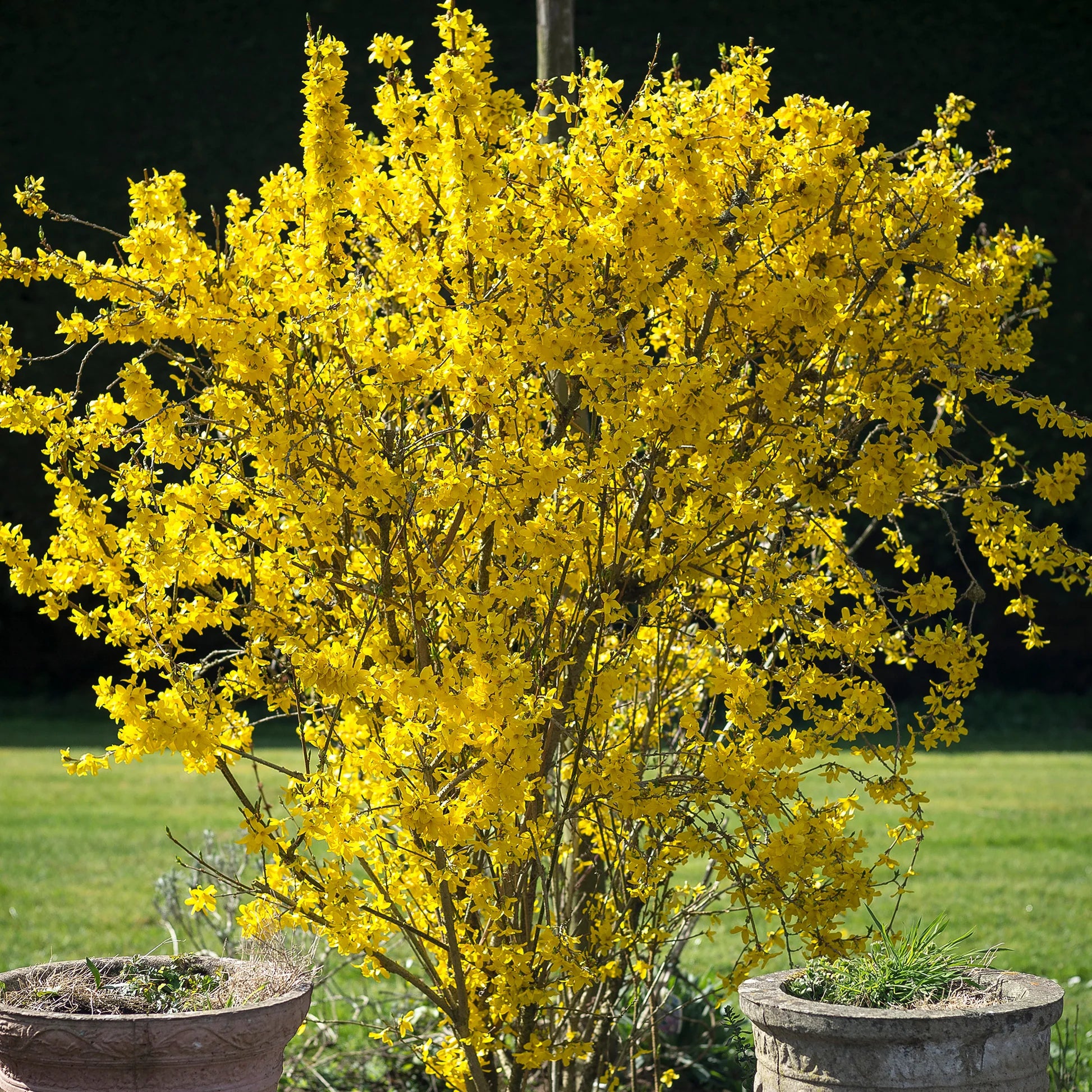 Forsythia Flower seeds for Planting - Wildflower Mix, Heirloom & GMO Free Seeds for Home Garden