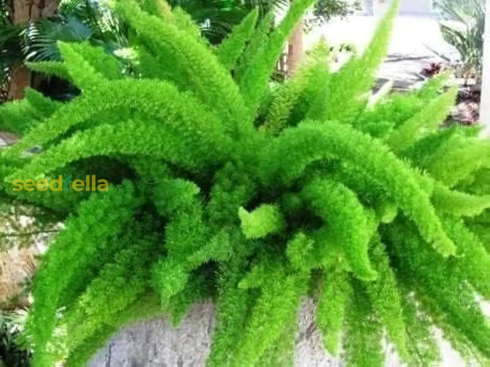 Foxtail Fern Seeds For Easy Planting Plant Seeds