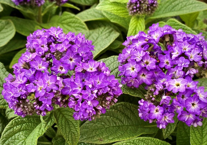 Heliotrope Flower seeds for Planting - Wildflower Mix, Heirloom & GMO Free Seeds for Home Garden
