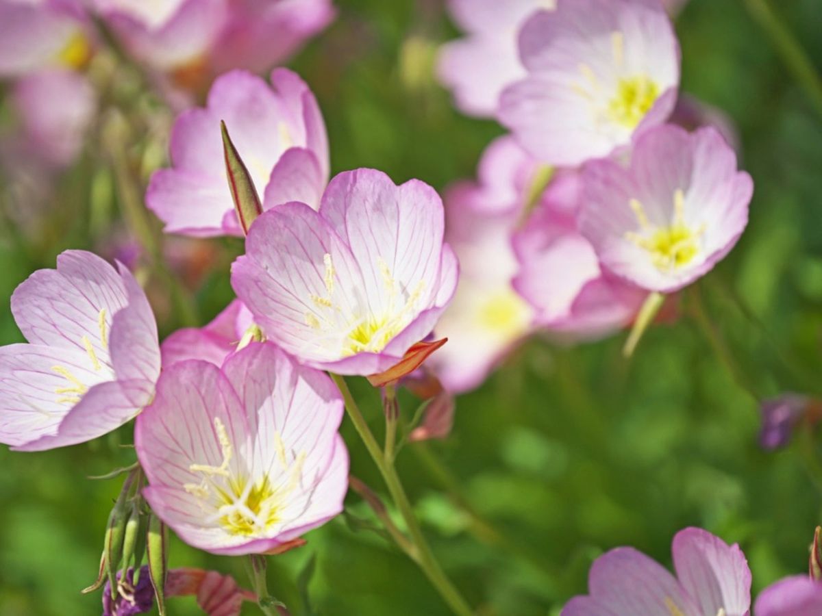 Fragrant Evening-Scented Flowers for Home Garden