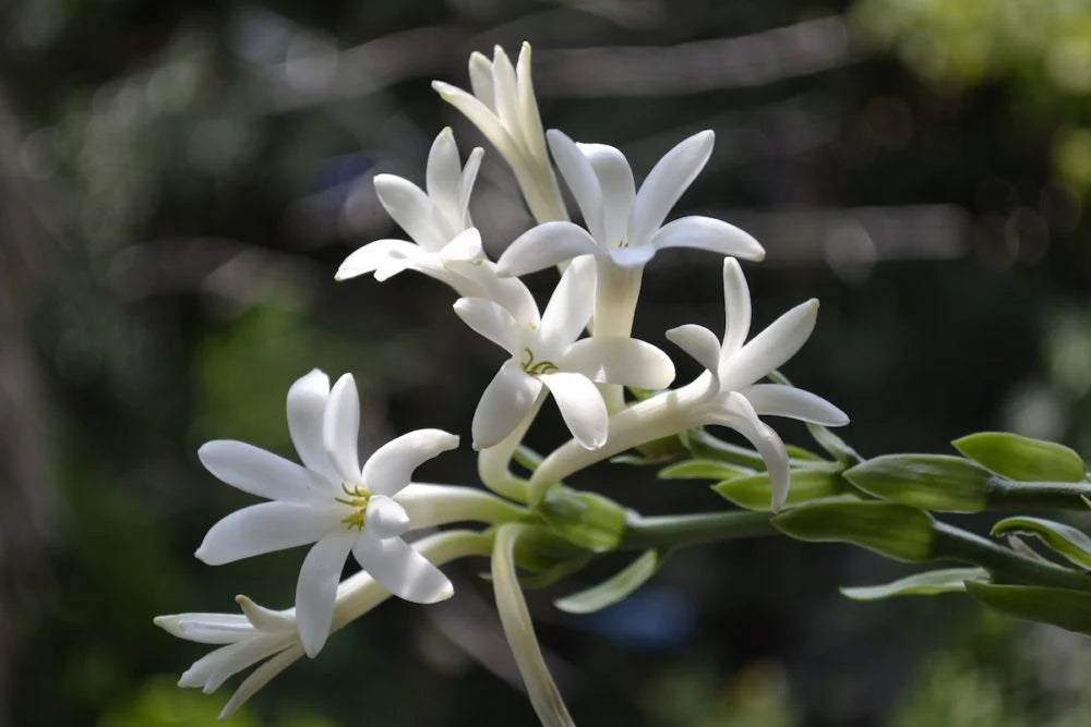 White Fragrant Clove Flower Seeds for Planting Long Bloom Season Heirloom & GMO Free Seeds for Home Garden
Sale