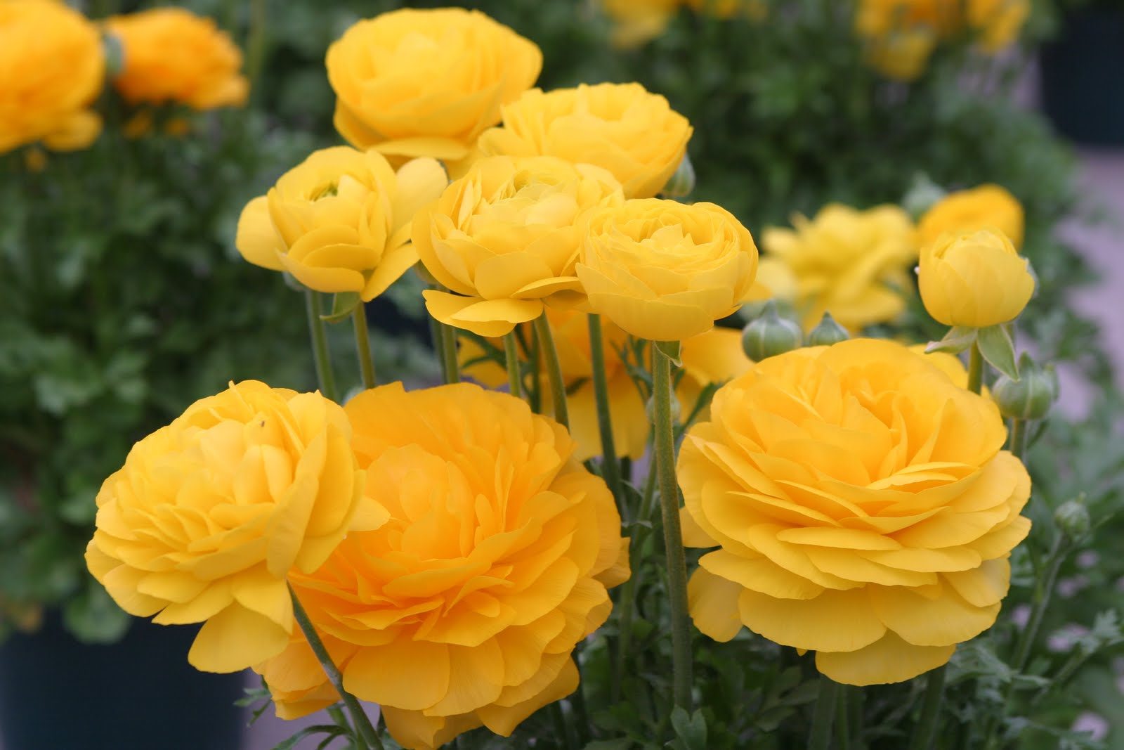 Light Yellow Begonia Flower seeds for Planting - Drought Tolerant, Heirloom & GMO Free Seeds for Home Garden
