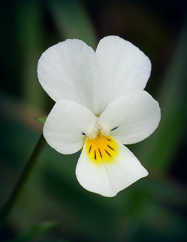 Yellow White Pansy Flower seeds for Planting Seasonal Bloomer Heirloom & GMO Free Seeds for Home Garden
Sale