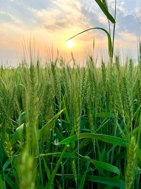 Guide to Planting Green Wheat Seeds