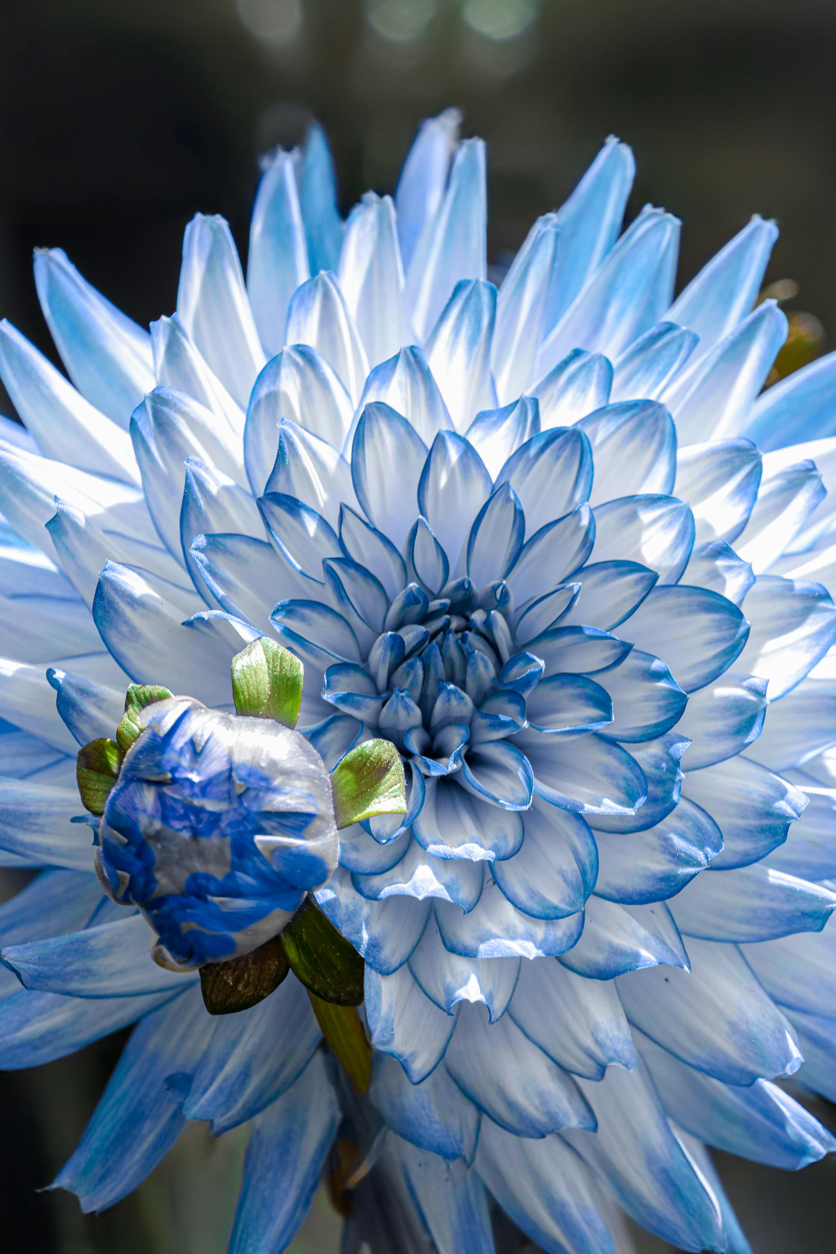 Light Blue Chrysanthemum Flower seeds for Planting - Easy to Grow, Heirloom & GMO Free Seeds for Home Garden