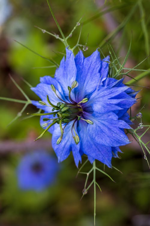 Love in A Mist Flower seeds blooming in flower beds, containers, borders, and pollinator-friendly gardens