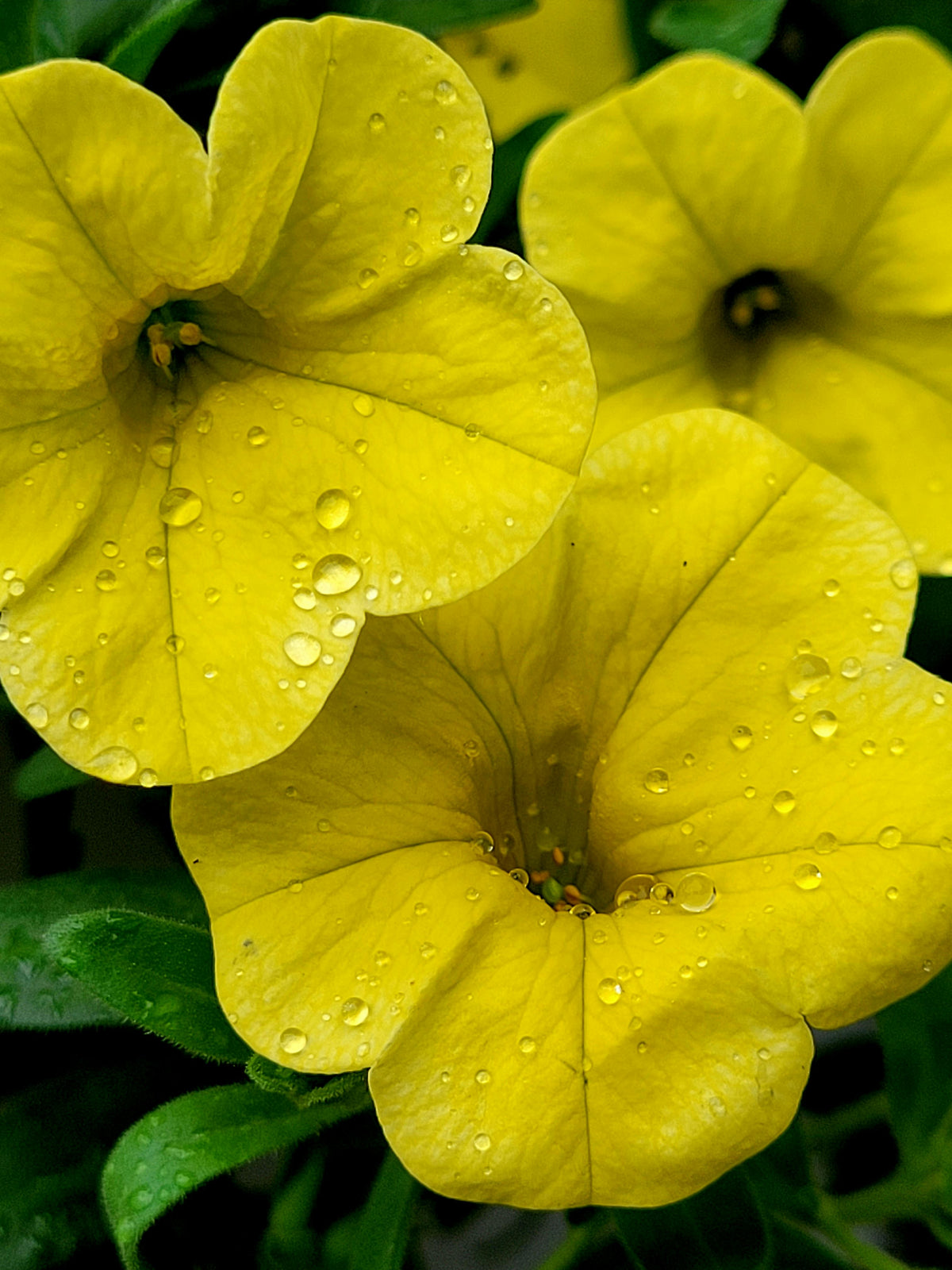Yellow Petunia Flower seeds for Planting - Perfect for Borders, Heirloom & GMO Free Seeds for Home Garden
Sale seeds for planting in home garden