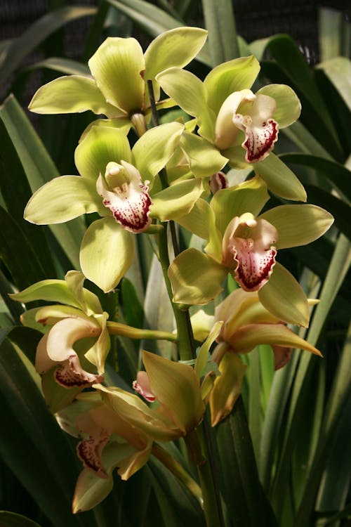 Mixed Cymbidium Orchid Flower seeds for Planting - Colorful Display, Heirloom & GMO Free Seeds for Home Garden