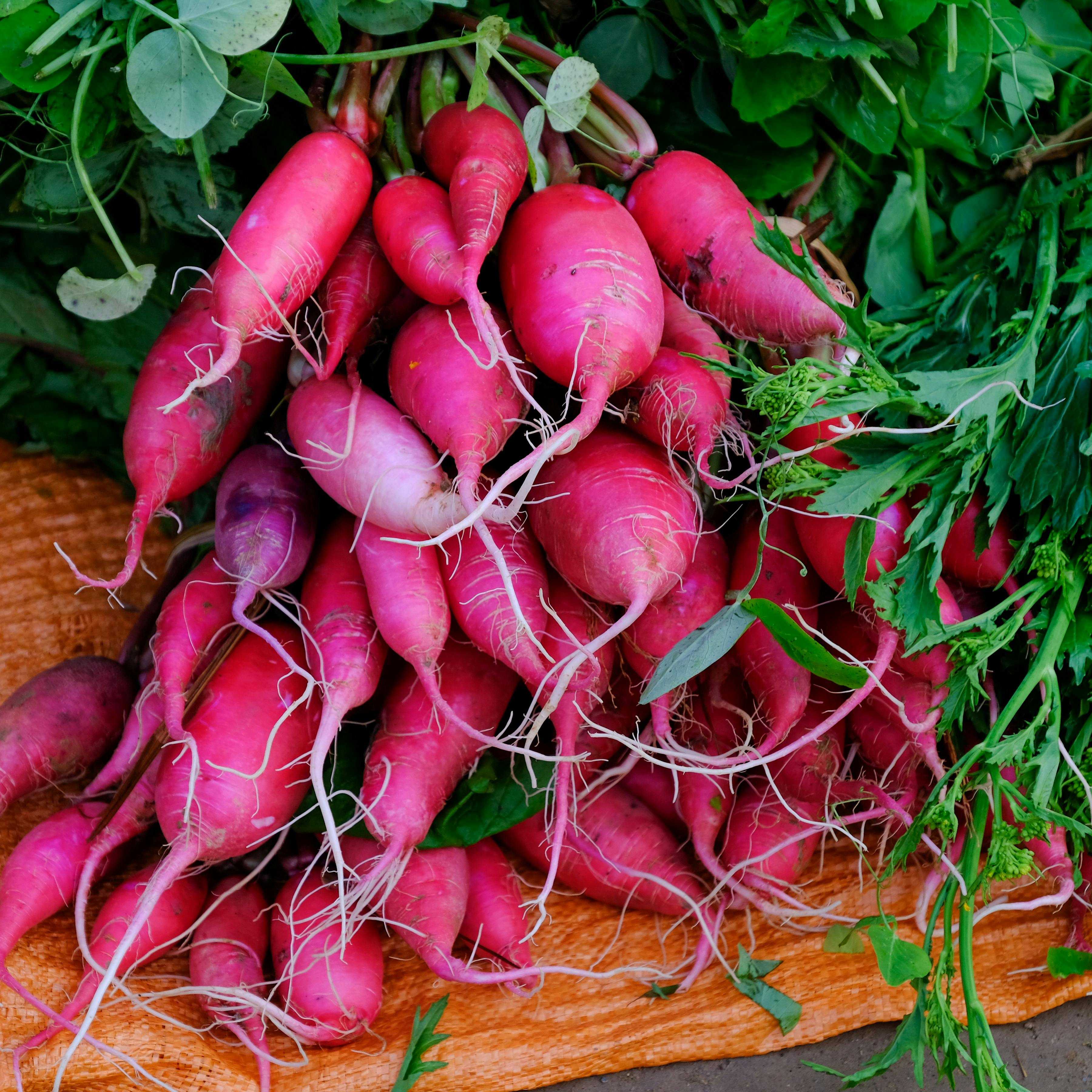 Pink Radish Planting Seeds for Vegetable Gardens