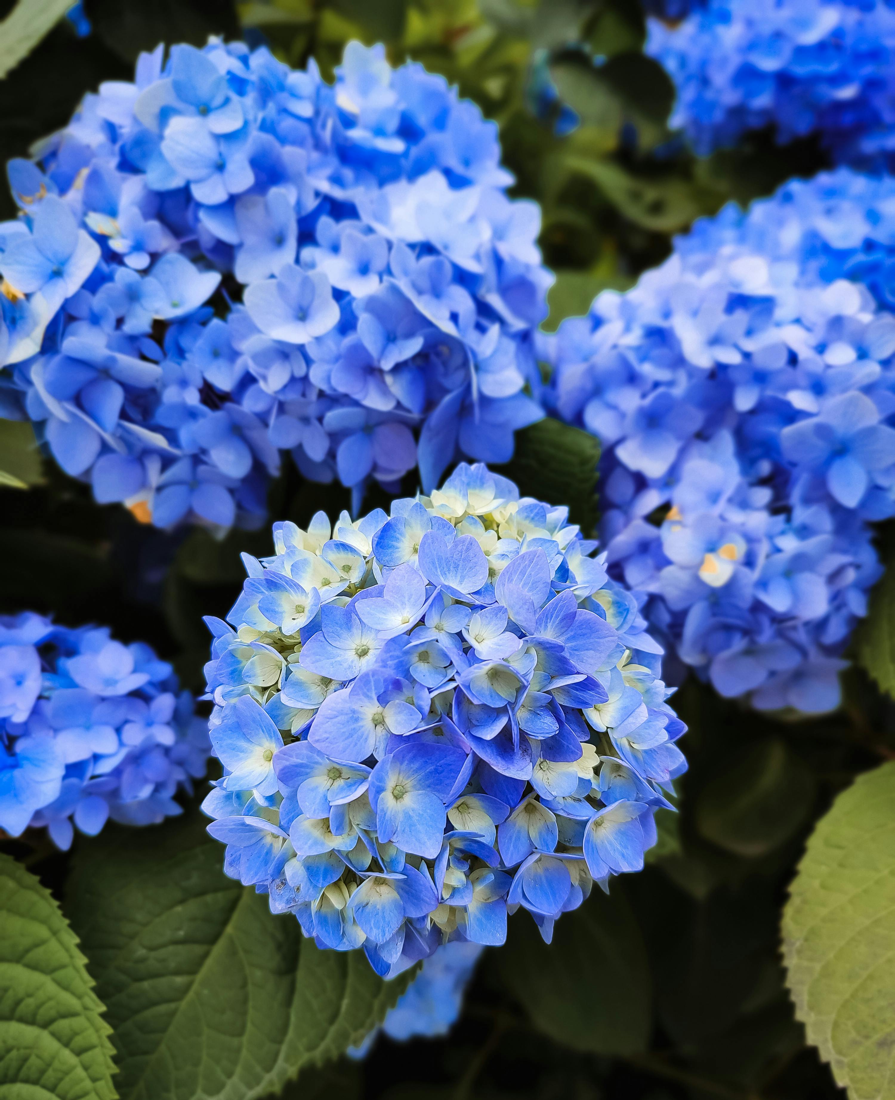 Sea Blue Hydrangea Flower seeds for Planting - Sun Loving, Heirloom & GMO Free Seeds for Home Garden