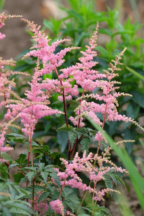 Pink Astilbe Flower seeds for Planting - Low Maintenance, Heirloom & GMO Free Seeds for Home Garden