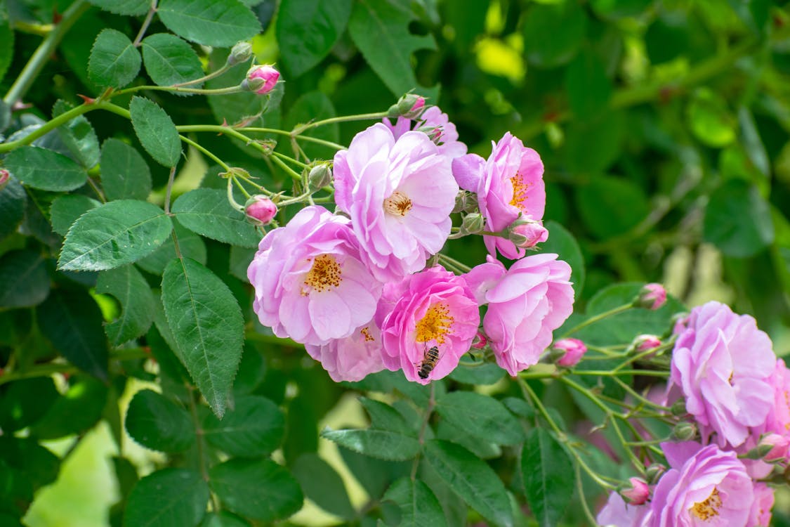 Pink Damask Flower seeds for Planting - Pollinator Friendly, Heirloom & GMO Free Seeds for Home Garden