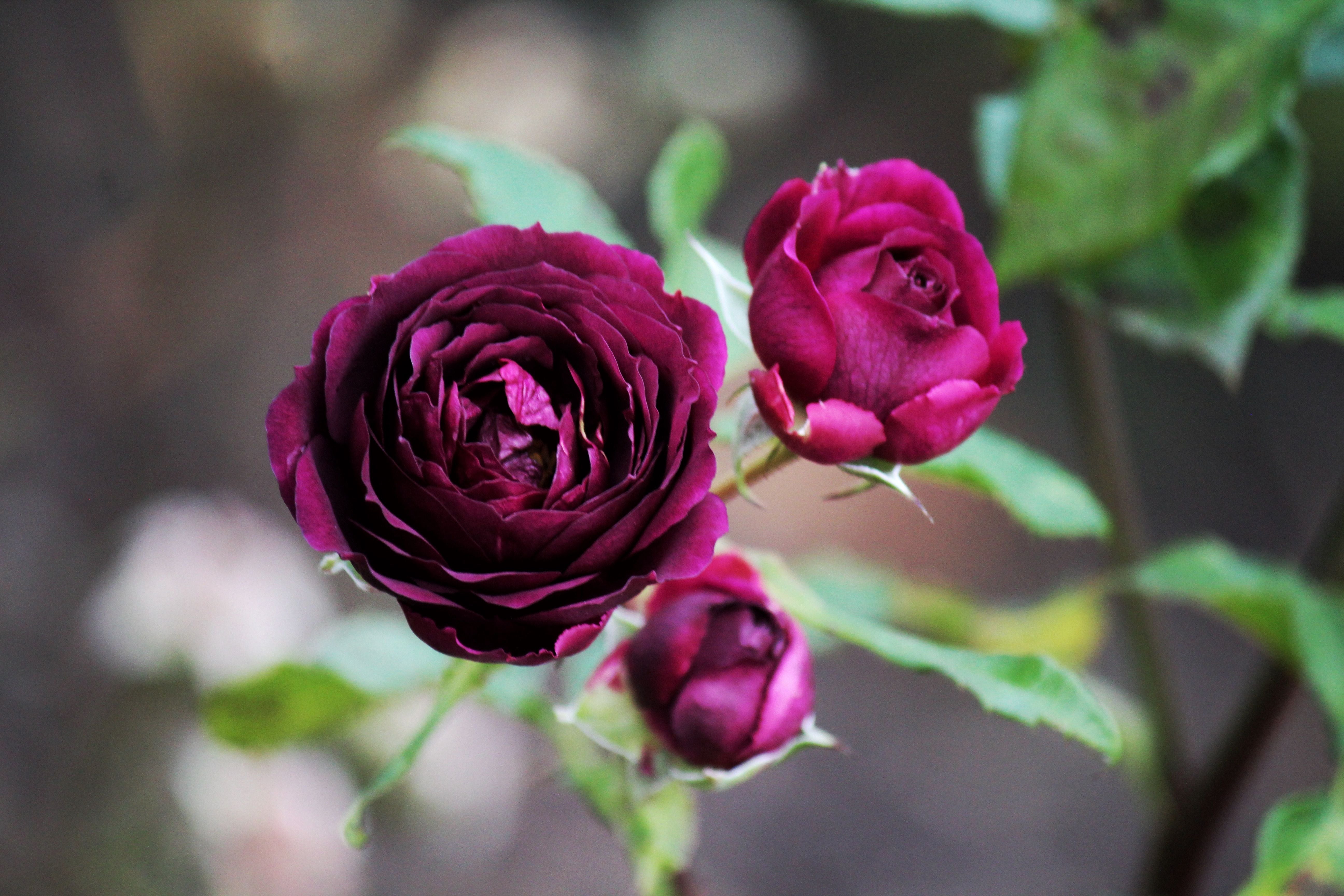 Burgundy Rose Flower Seeds for Planting Low Maintenance Heirloom & GMO Free Seeds for Home Garden
Sale