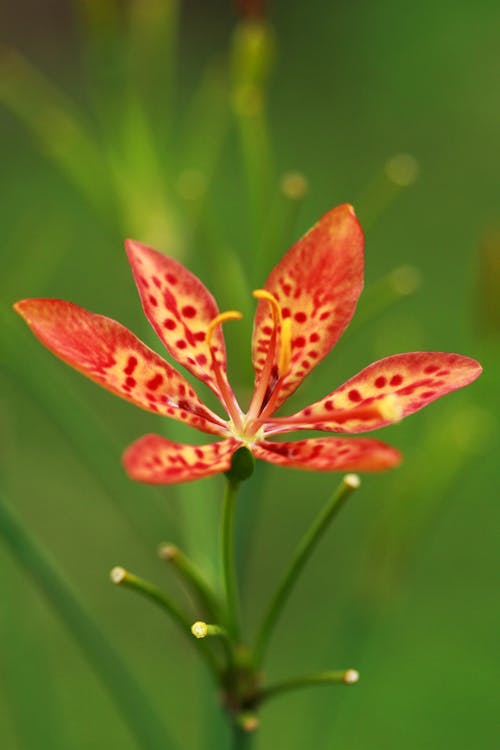 Red Leopard Flower seeds for Planting - Low Maintenance, Heirloom & GMO Free Seeds for Home Garden