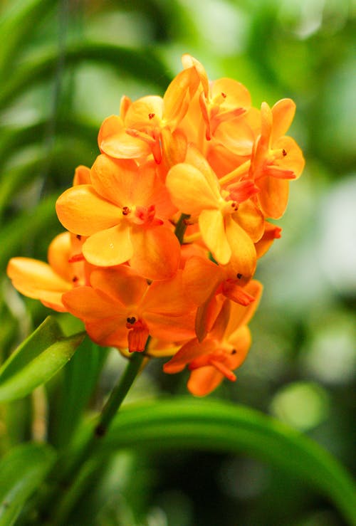 Orange Bell Orchid Seeds Flower seeds for Planting - Hardy Variety, Heirloom & GMO Free Seeds for Home Garden