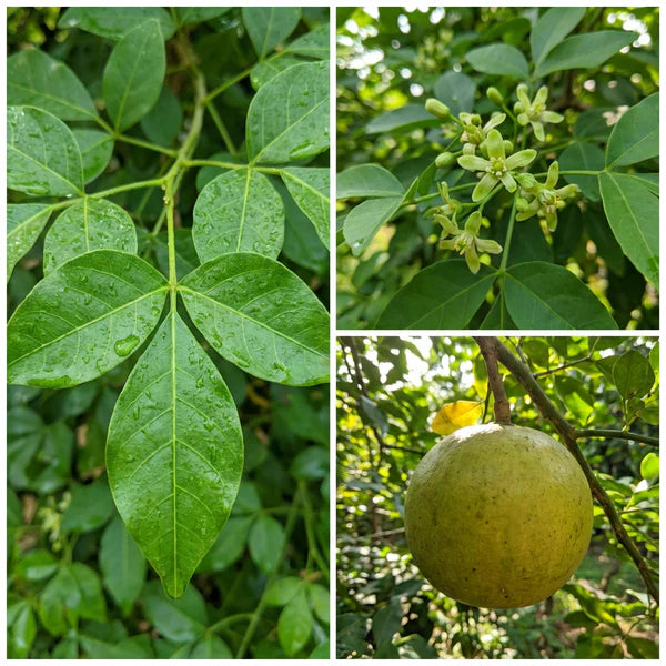 Brown Aegle Marmelos Fruit Planting Seeds