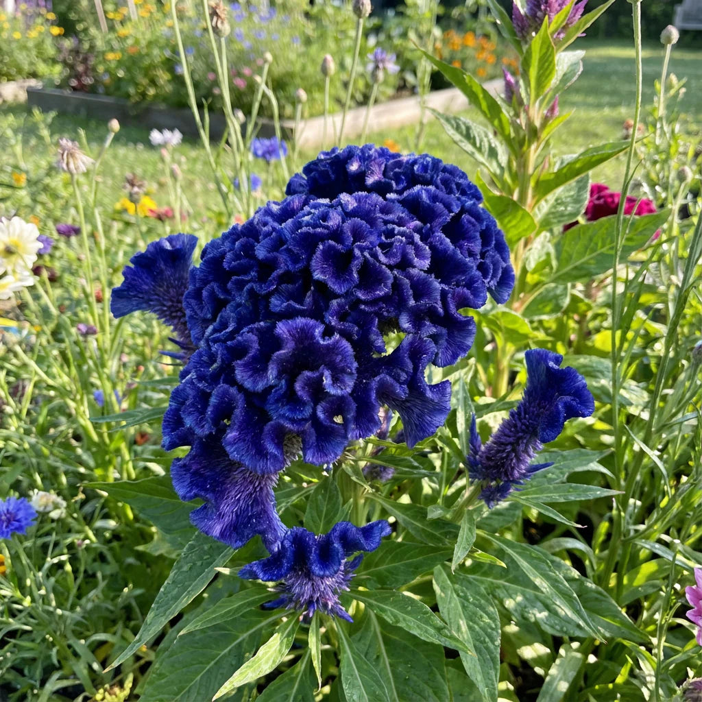 Cockscomb Blue Flower Seeds for Planting Vibrant Annual Blooms