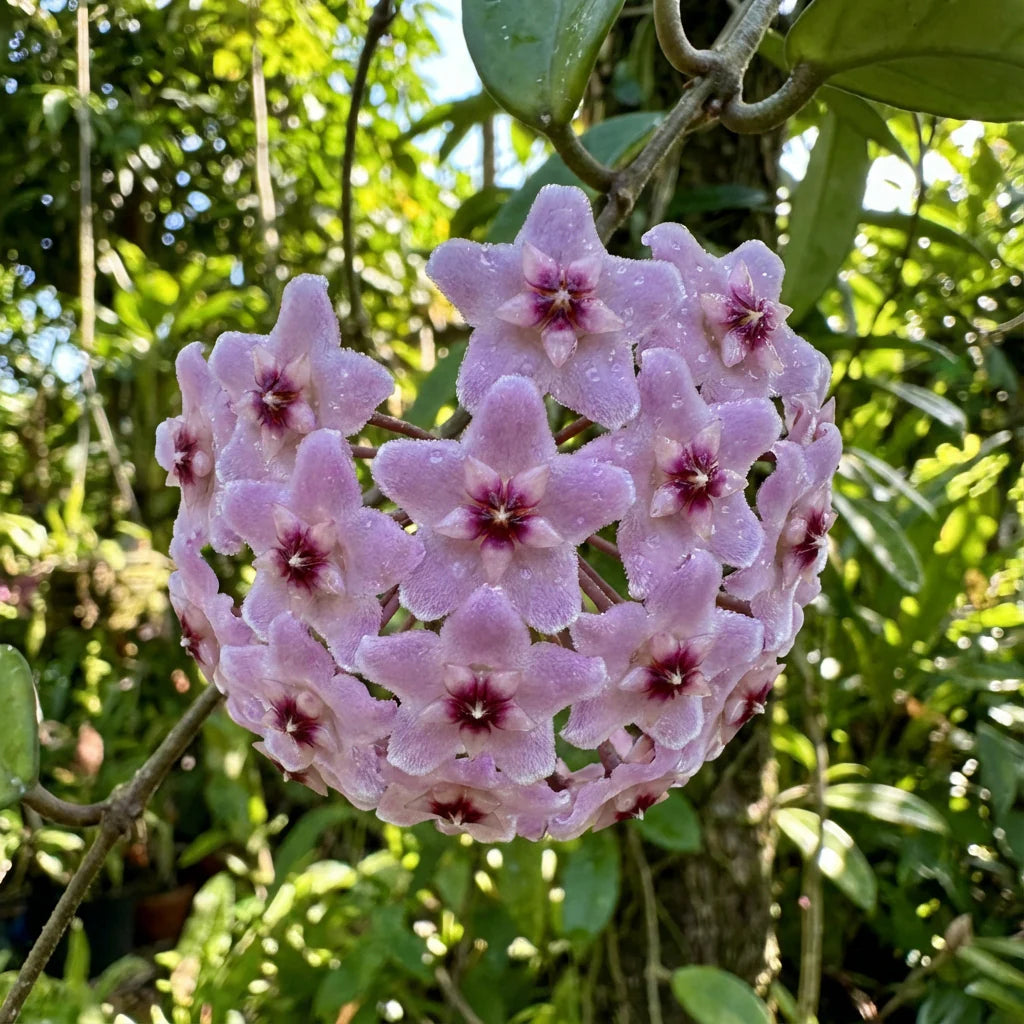 Light Violet Hoya Carnosa Flower Seeds for Planting Bright Blooms Heirloom & GMO Free Seeds for Home Garden
Sale