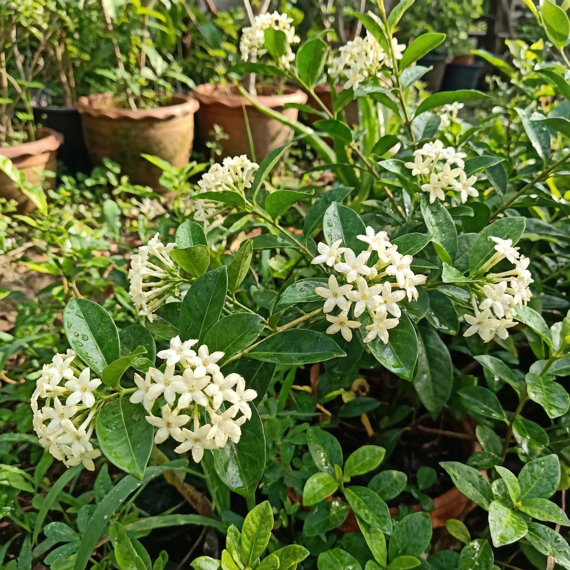 White flowers with green leaves in a garden setting
