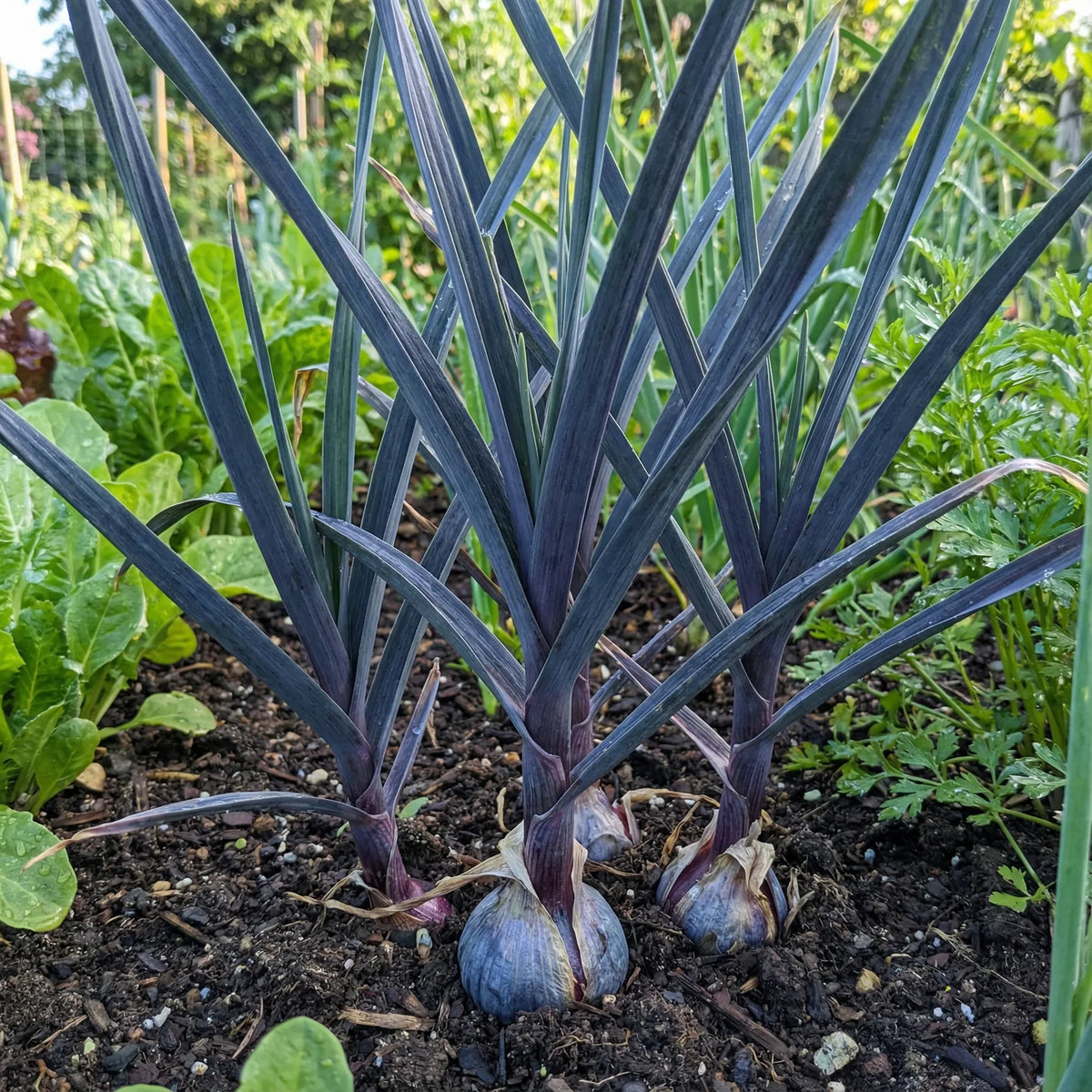 Plant Dark Blue Garlic Vegetable Seeds for Unique and Flavorful Gardens, Premium Seeds seed packet for home gardening