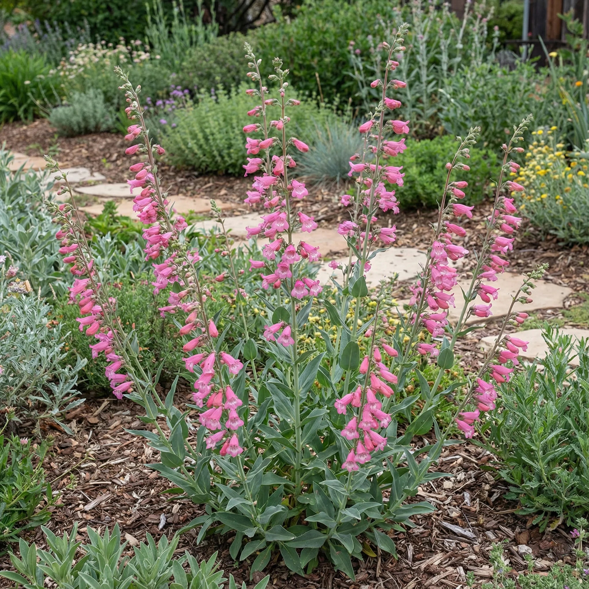 Pink Palmers Penstemon Seeds for Planting Vibrant Perennial Flower Seeds for Your Garden