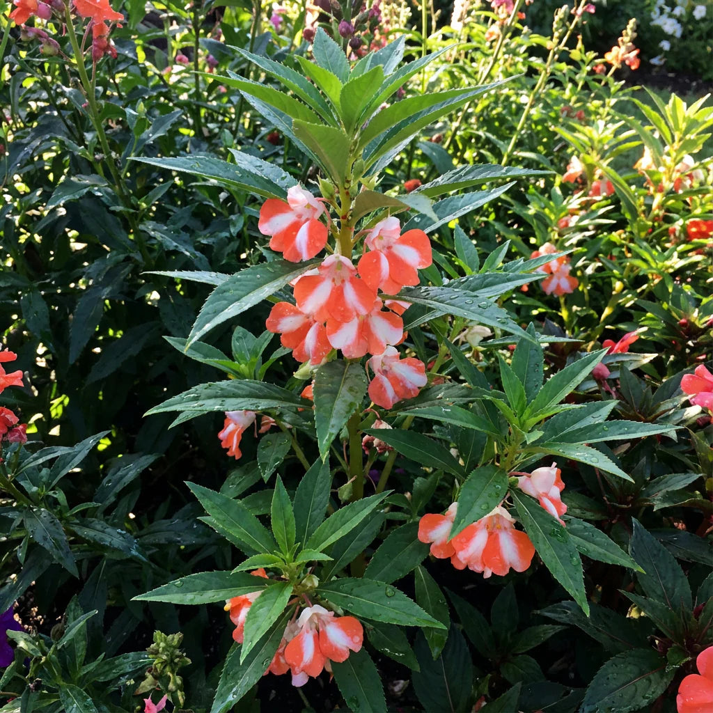Orange White Balsam Flower Seeds blooming in flower beds, containers, borders, and pollinator-friendly gardens