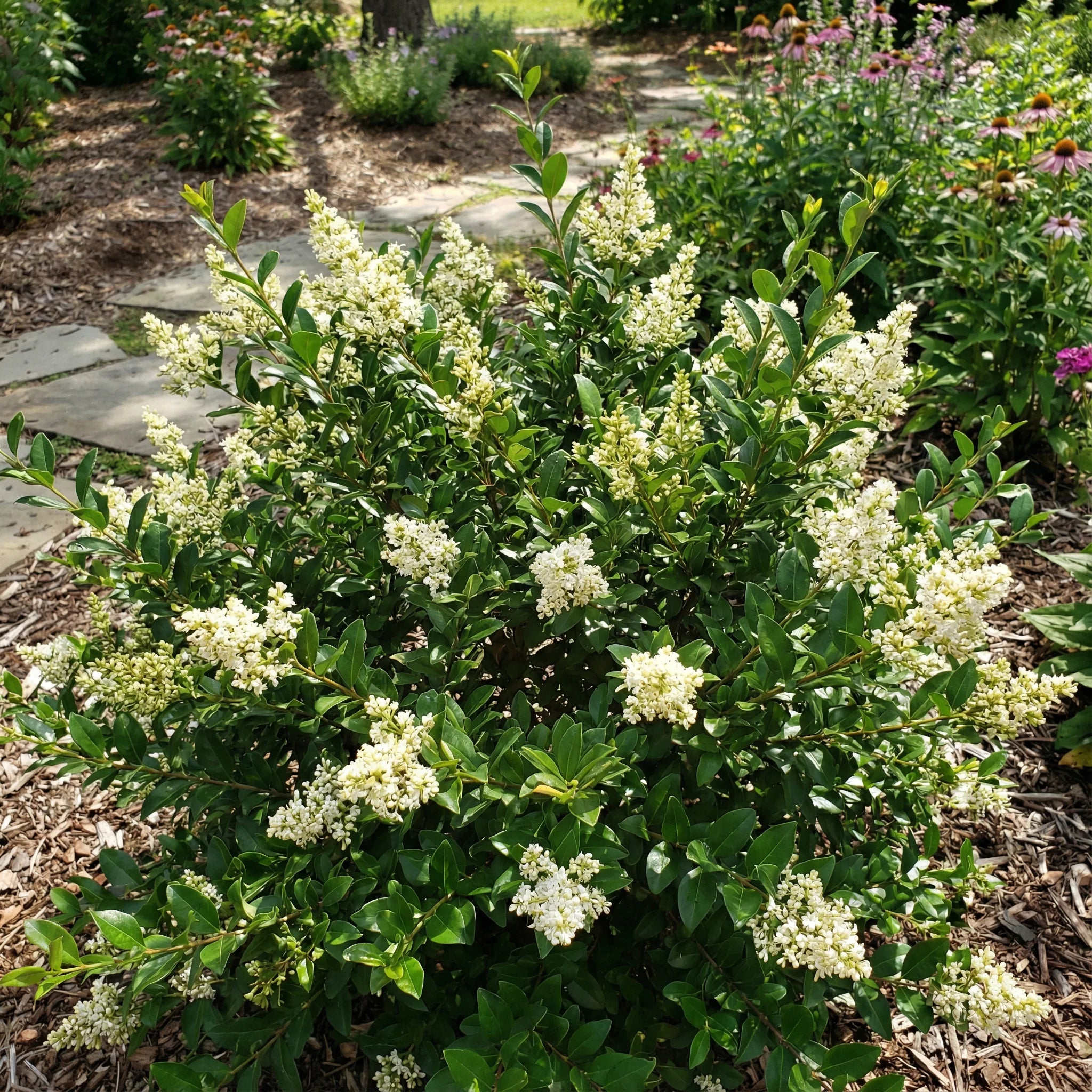 White Ligustrum Flower Planting Seeds for Lush Foliage and Fragrant Blooms in Your Garden