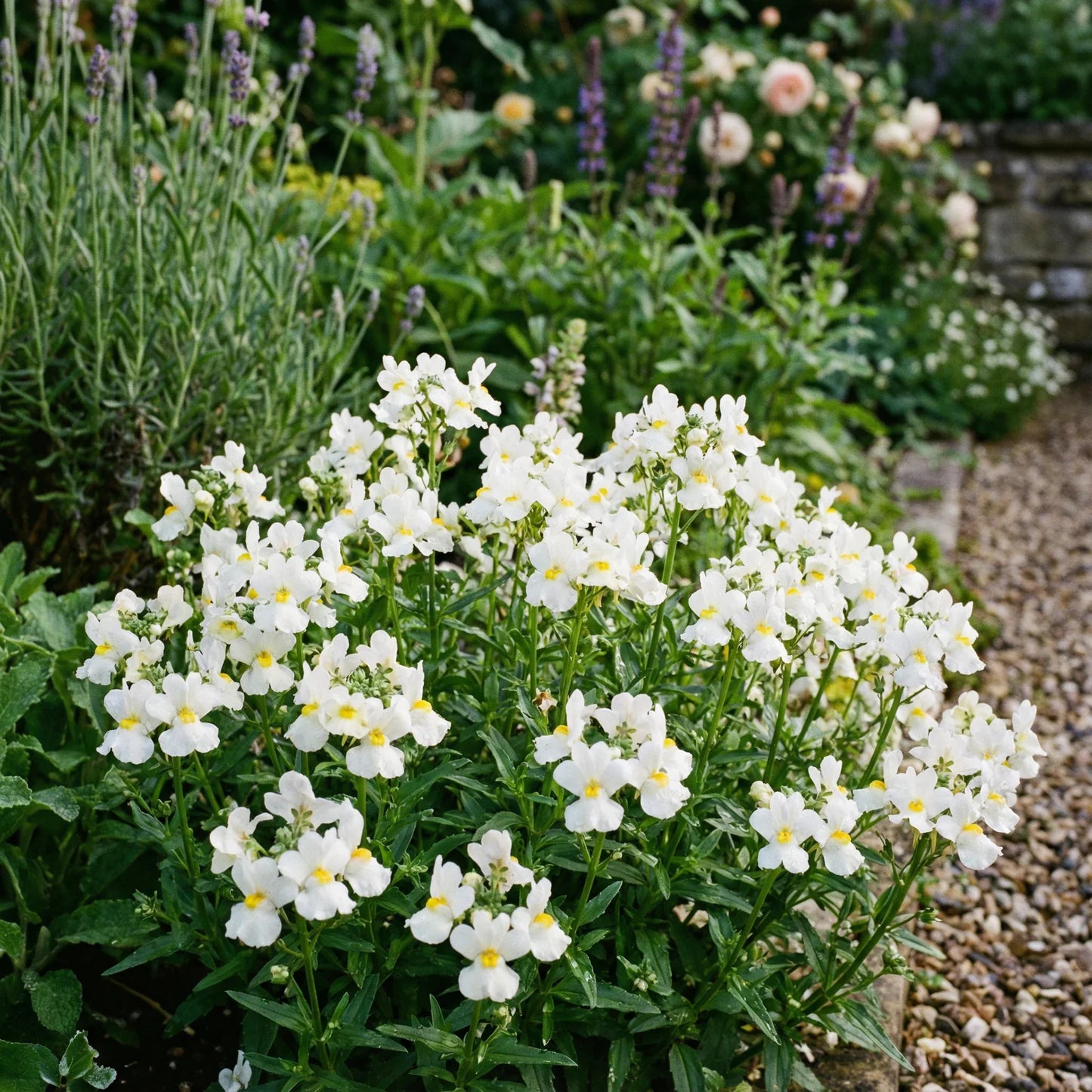 White Nemesia Strumosa Flower Seeds for Planting Seed for Elegant Garden Accents