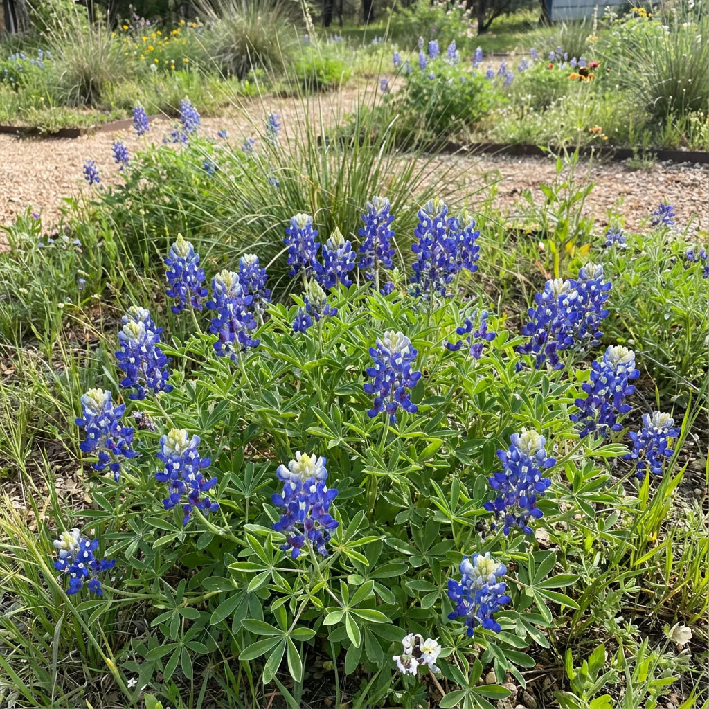 Texas Bluebonnet Flower Seeds for Planting Vibrant Blue Blooms for Your Garden - Evergrowseeds