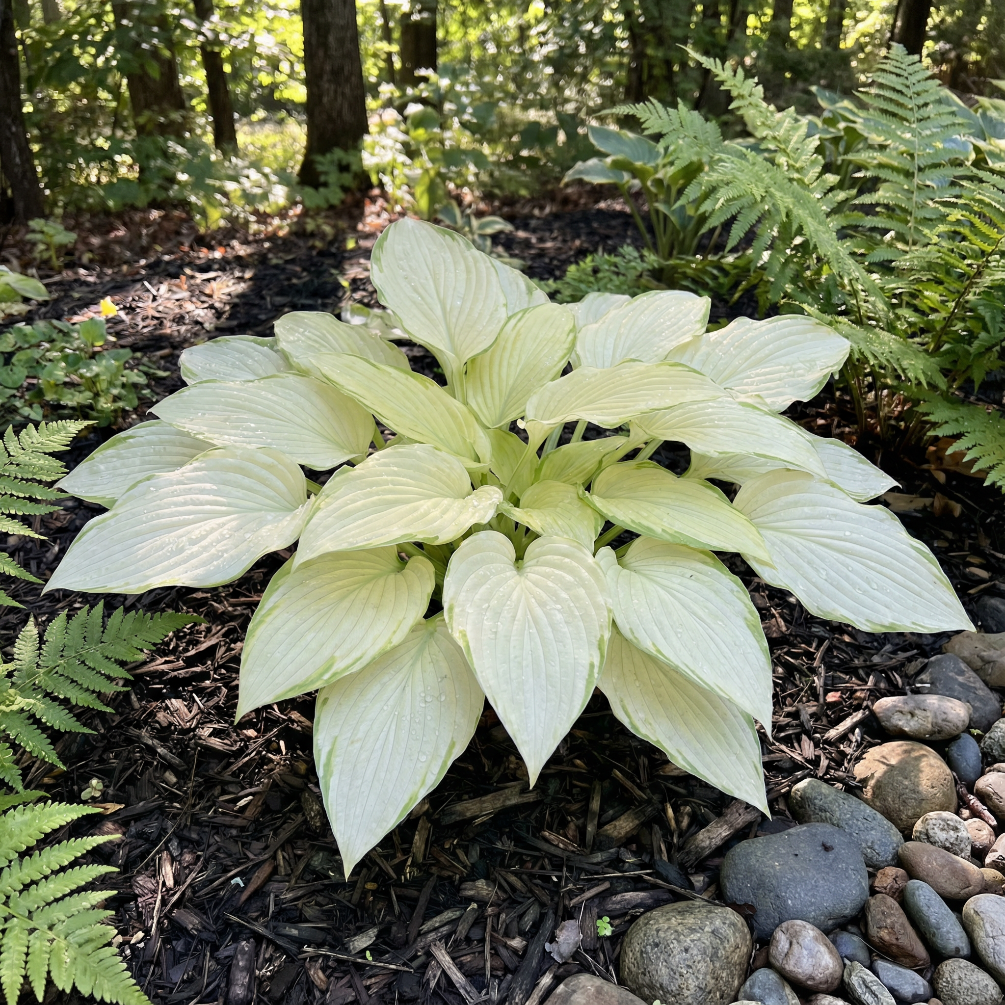 Evergrowseeds Hosta seeds for planting, non-GMO perennial shade plant with lush green foliage, ideal for garden planting.